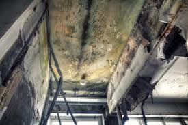 Environmental Consulting for Mold Prevention in Greenwood Lake, NY